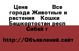 Zolton › Цена ­ 30 000 - Все города Животные и растения » Кошки   . Башкортостан респ.,Сибай г.